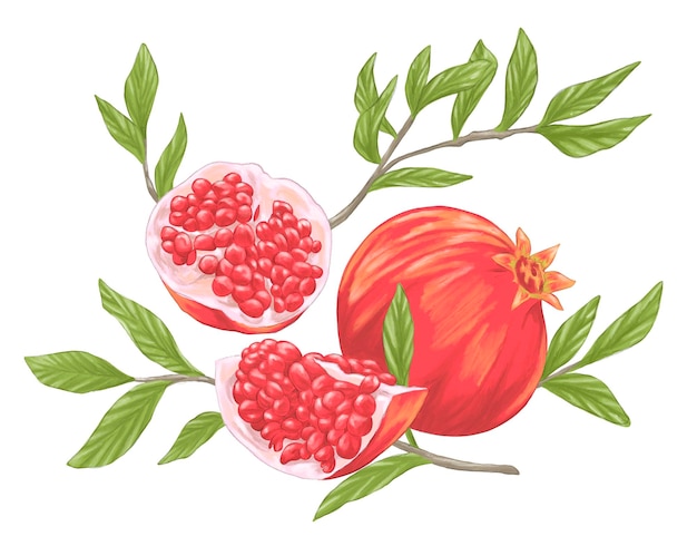 Fruta de romã com folhas ilustração de pintura botânica