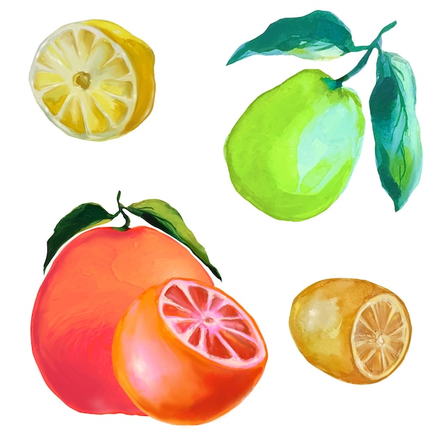 Fruta de toranja madura limão lima ilustrações de frutas cítricas