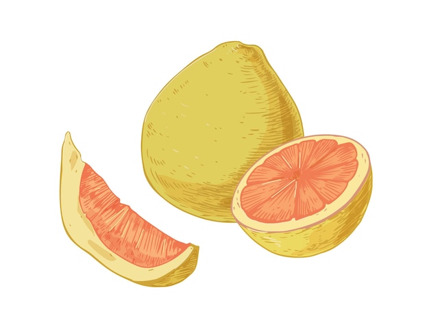 Vetor fruta inteira, fatia, segmento e metade de pomelo isolado no fundo branco. composição de pedaços suculentos de pumelo. ilustração em vetor realista desenhados à mão de citrinos tropicais em estilo retro.