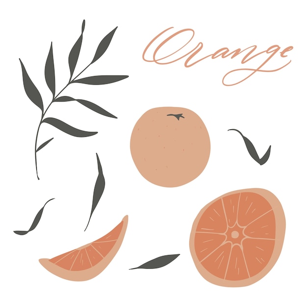 Fruta laranja com folha conjunto simples e moderno desenhado à mão ilustração vetorial plana colorida isolada em fundo branco