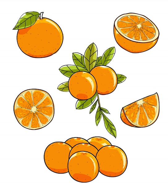 Fruta laranja vector mão ilustrações desenhadas