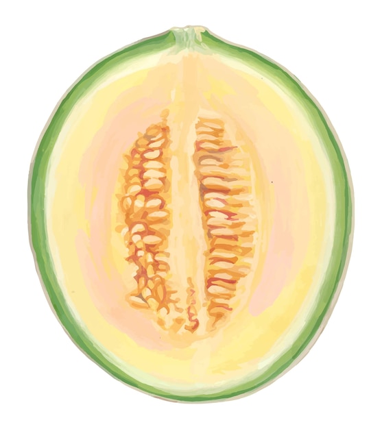 Fruta meio melão pintura acrílica desenhada à mão realista de frutas tropicais frescas vetor de rastreamento clipart isolado em branco