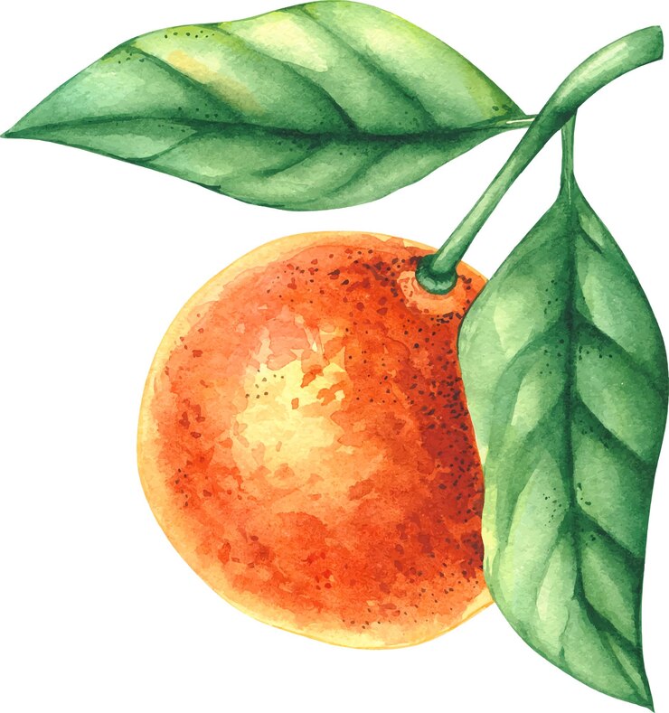 Vetor frutas cítricas com folhas isoladas em fundo branco