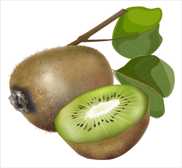 Frutas de kiwi frutas e fatias inteiras com ilustração vetorial de folha