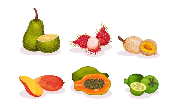 Vetor frutas exóticas tropicais maduras, inteiras e meio cortadas, conjunto vetorial, conceito realista de lanche asiático brilhante