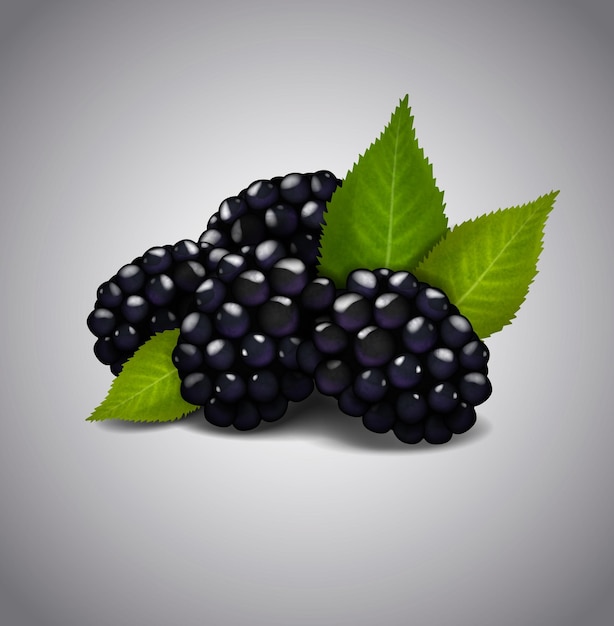Vetor frutas maduras de blackberry isoladas em fundo branco vetor folhas verdes e bagas