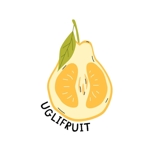 Vetor frutas orgânicas exóticas uglifruit para adesivos de impressão pôster e banner ilustração de desenho vetorial