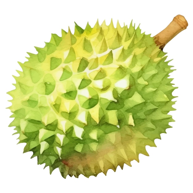 Fruto de durian pintado a aquarela elemento de design de alimentos frescos desenhados à mão isolados em fundo branco