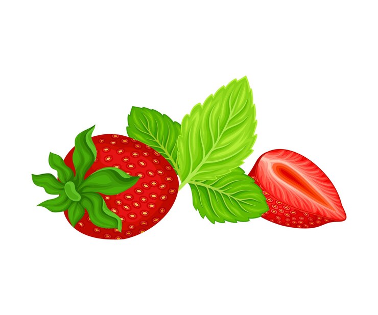 Vetor fruto vermelho maduro de morango inteiro com folhas verdes e ilustração vetorial da flor