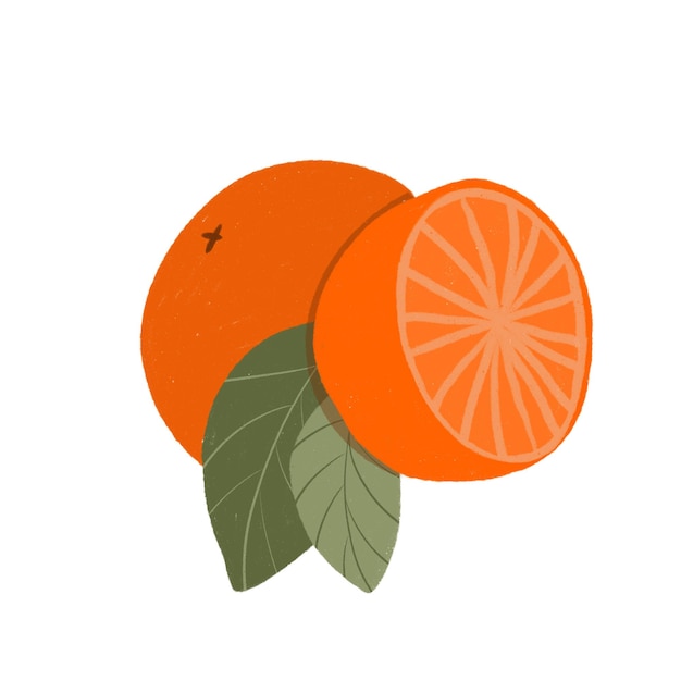 Frutos de laranja desenhados à mão