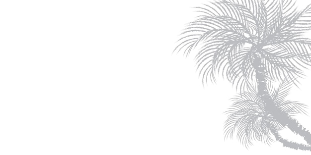 Fundo abstrato de folhas de palmeira ou folhas de coco no topo Sombra cinza padrão natural Área de cópia
