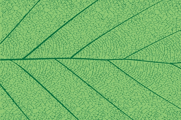 Vetor fundo abstrato natural com textura de folha verde fresca