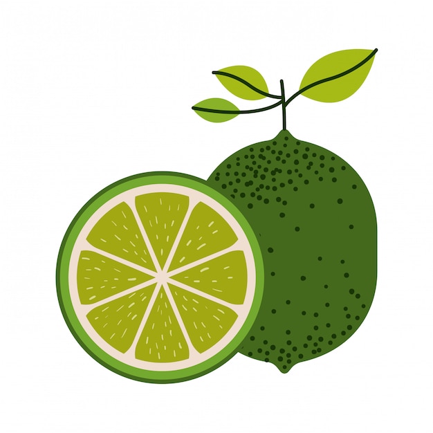 Fundo branco com uma fatia de fruta e limão limão e sem ilustração vetorial de contorno