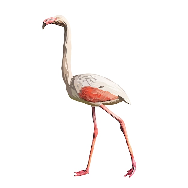 fundo branco de vetor de flamingo