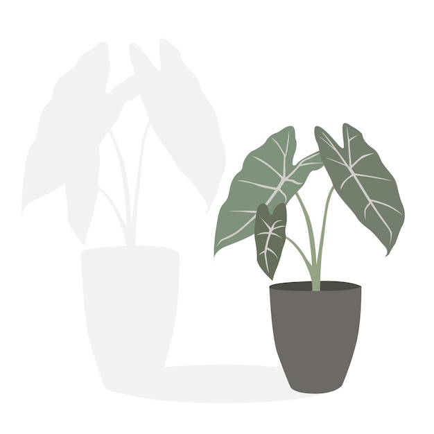 fundo branco planta tropical alocasia planta imagem ilustração vetorial