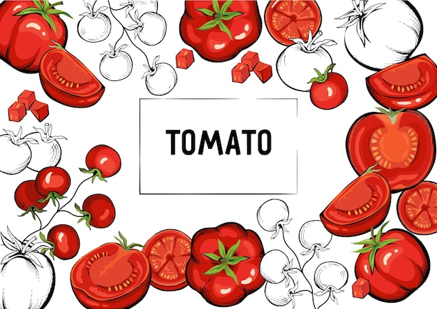 Fundo de banner de tomate na mão desenhada ilustração vetorial de estilo vintage