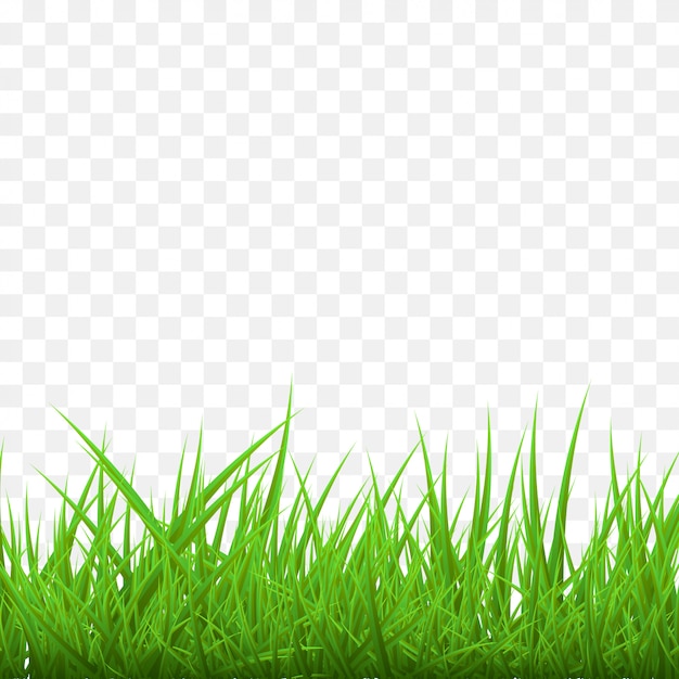 Vetor fundo de grama verde