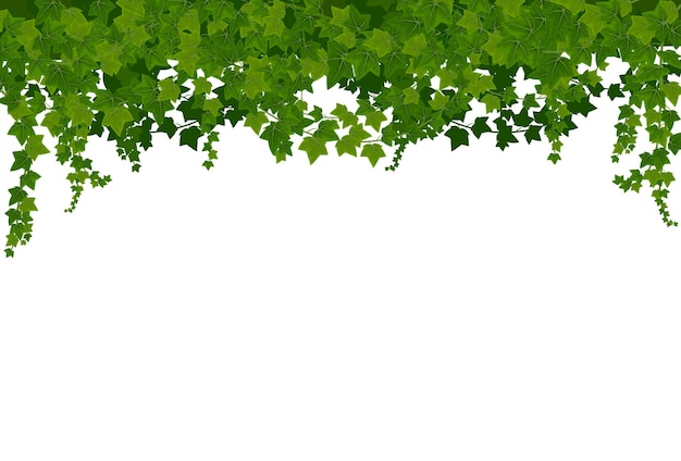 Fundo de lianas de hera com moldura de folhas verdes