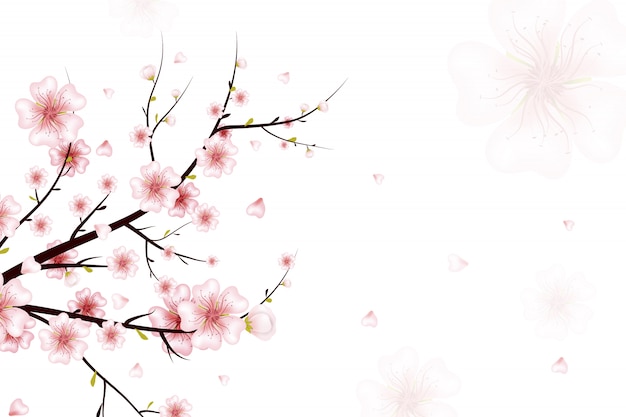 Vetor fundo de primavera. ilustração do ramo de flor de primavera com flores cor de rosa, botões, pétalas caindo. realista em fundo branco. galho de cerejeira desabrocham.