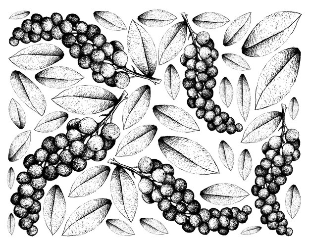 Fundo de skecth de frutas antidesma thwaitesianum