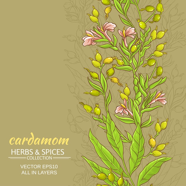 Fundo de vetor de cardamomo