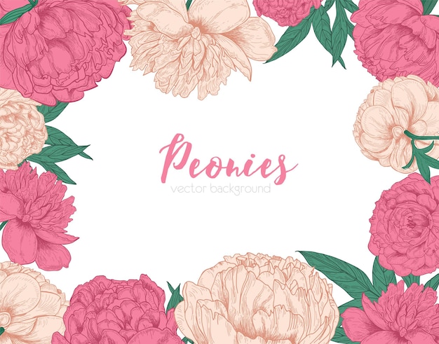 Vetor fundo horizontal decorado com moldura ou borda feita de flores de peônia tenras desenhadas à mão