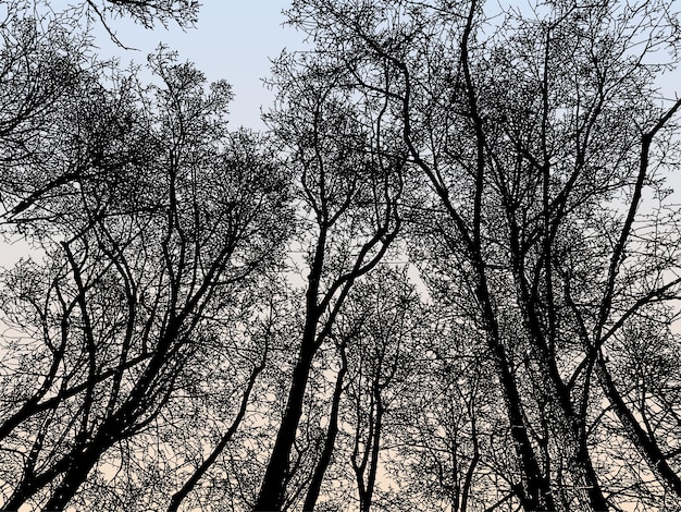 Vetor fundo natural de silhuetas de árvores nuas decíduas na floresta de manhã de inverno