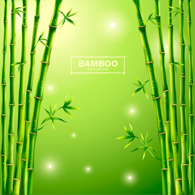 Fundo verde de bambu, panorama de bambu