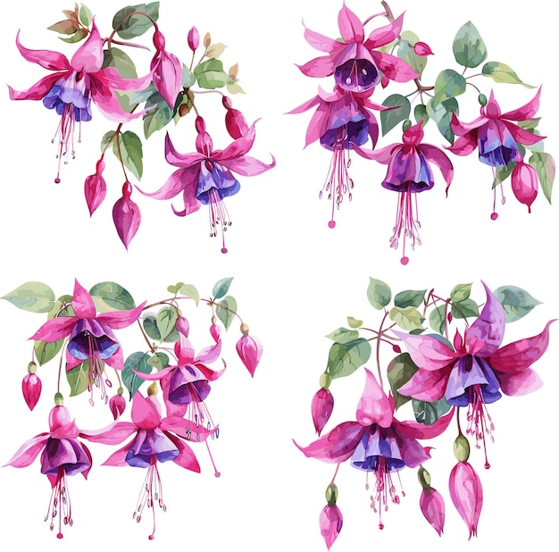 Fuschia flowers conjunto de aquarela isolado em fundo branco