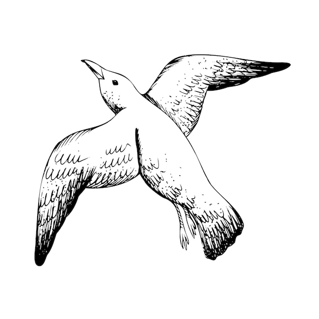 Gaivota voando Objeto isolado desenhado à mão em técnica gráfica Ilustração vetorial para decoração e design náutico de verão de praia