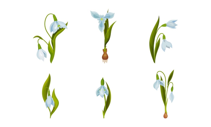 Vetor galanthus ou snowdrop com folhas lineares e conjunto vetorial de flores em forma de sino branco solto