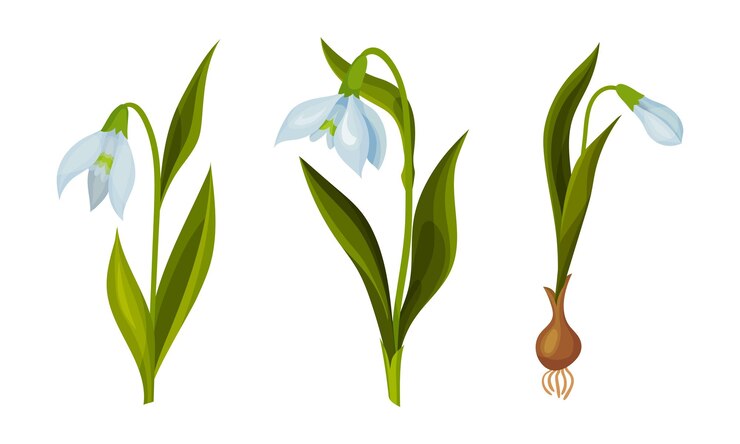 Vetor galanthus ou snowdrop com folhas lineares e conjunto vetorial de flores em forma de sino branco solto