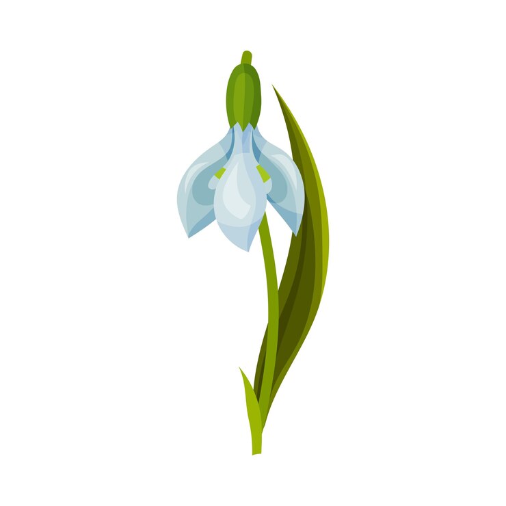 Vetor galanthus ou snowdrop com folhas lineares e ilustração vetorial de flores em forma de sino solto