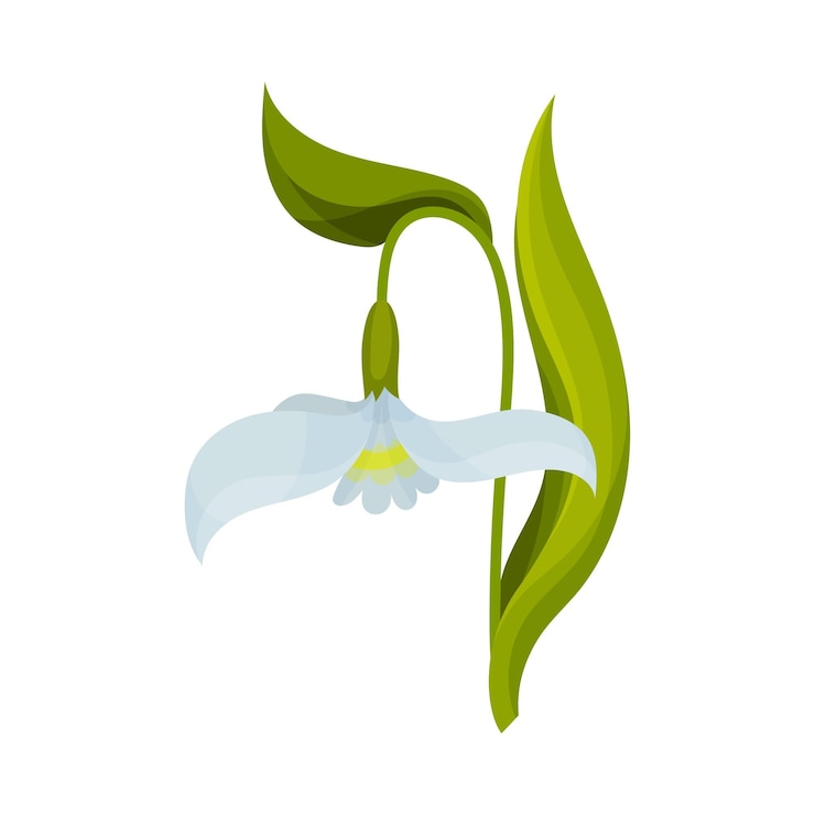 Vetor galanthus ou snowdrop com folhas lineares e ilustração vetorial de flores em forma de sino solto
