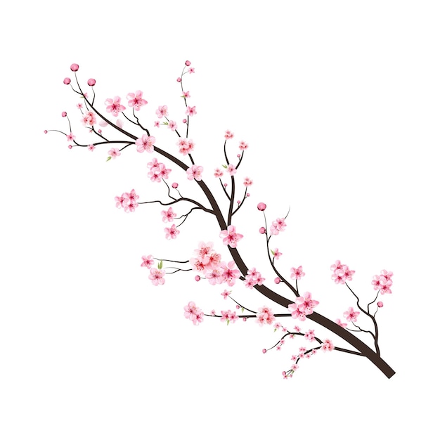 Galho de árvore da flor de cerejeira com flor de sakura. fundo rosa flor de sakura. sakura em fundo branco. botão de cereja em aquarela. flor de cerejeira em aquarela. vetor de florescência da flor da flor de cerejeira.