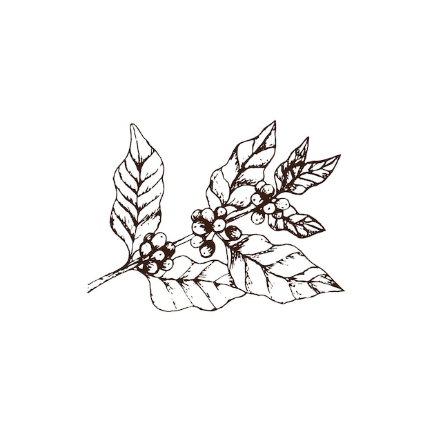 Galho de cafeeiro vintage desenhado à mão com bagas de café e folhas ilustração vetorial decoração
