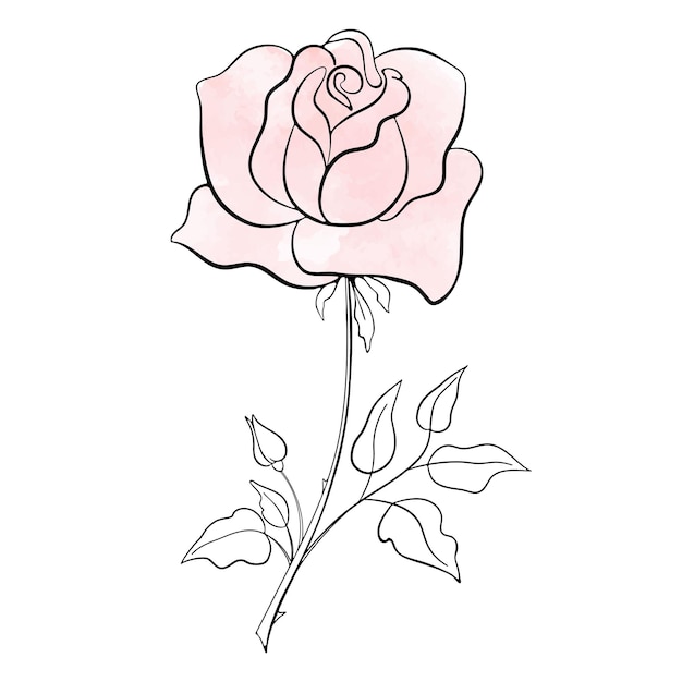 Galho de flor rosa desenhado por linha e aquarela