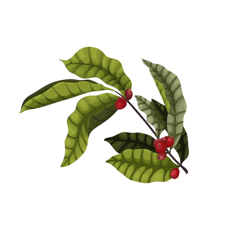 Vetor galho de uma árvore de café com frutas vermelhas e folhas em um estilo cartoon. folhas verdes escuras e grãos de café vermelhos para design de embalagem e publicidade.