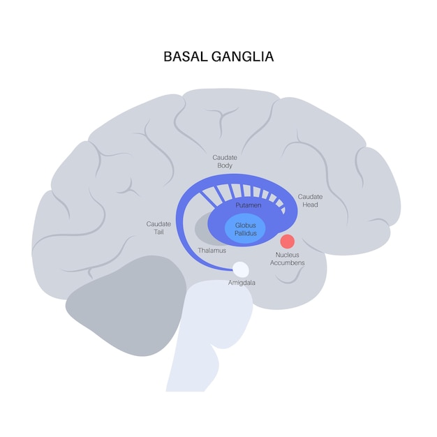 Gânglios da base e sistema límbico. Anatomia do cérebro humano. Córtex cerebral e vetor cerebelo