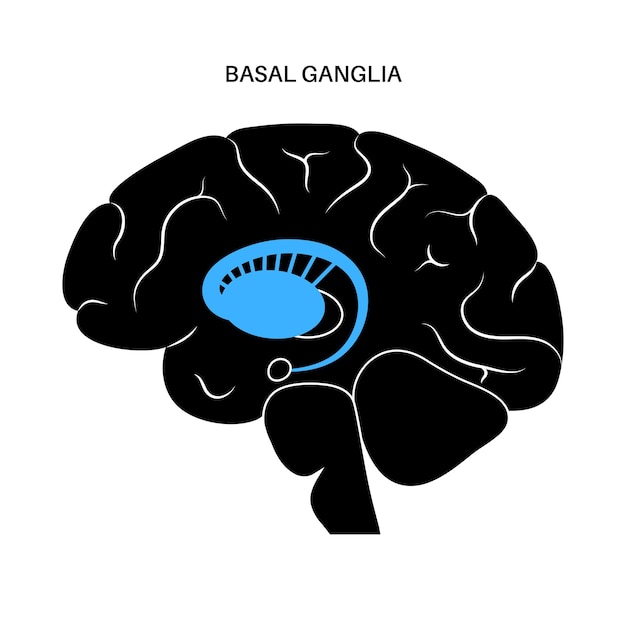 Gânglios da base e sistema límbico. anatomia do cérebro humano. córtex cerebral e vetor cerebelo