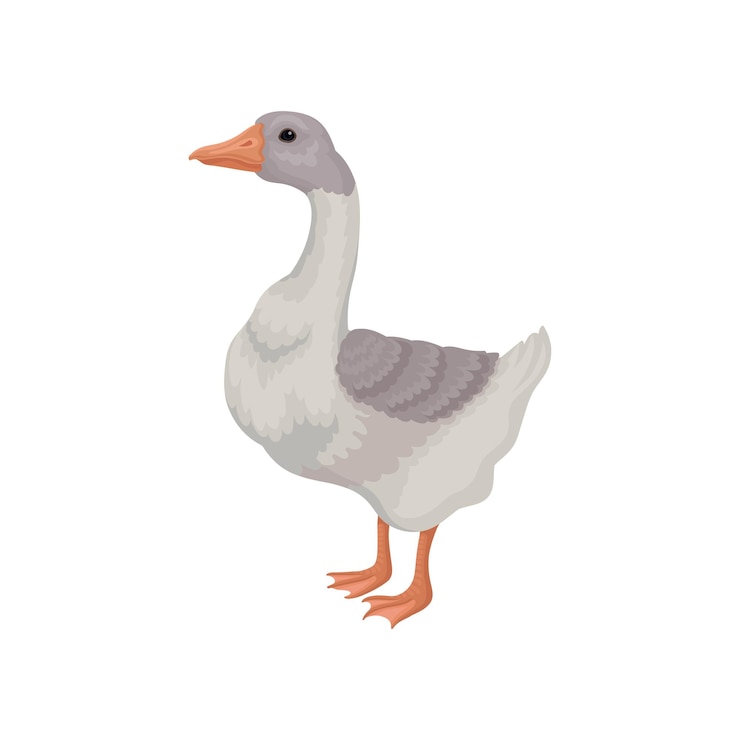 Vetor ganso de desenho animado de pé isolado em fundo branco vista lateral pássaro grande com penas de cinza branco e pescoço longo animal doméstico ícone vetorial colorido em estilo plano isolado em fondo branco