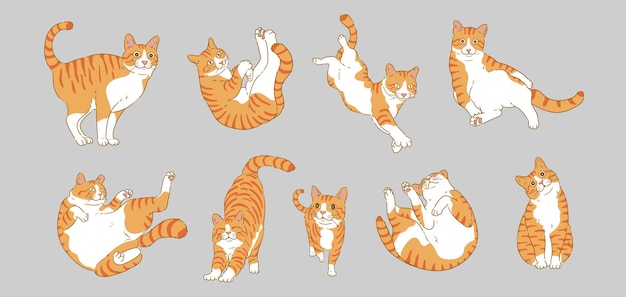 Vetor gato bonito de desenho animado laranja