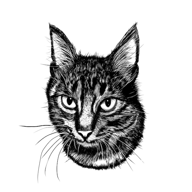 Cabeça de gato bonito realista desenho a preto e branco à mão