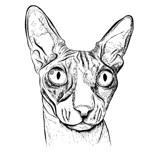 desenho realista de mão de cabeça de gato 1268377 Vetor no Vecteezy