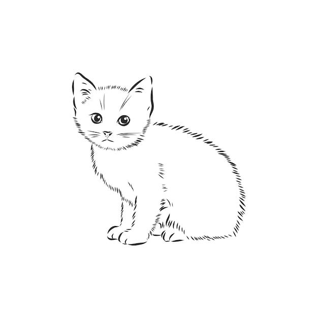 Gato - gatinho isolado de ilustração vetorial desenhada à mão, desenho vetorial