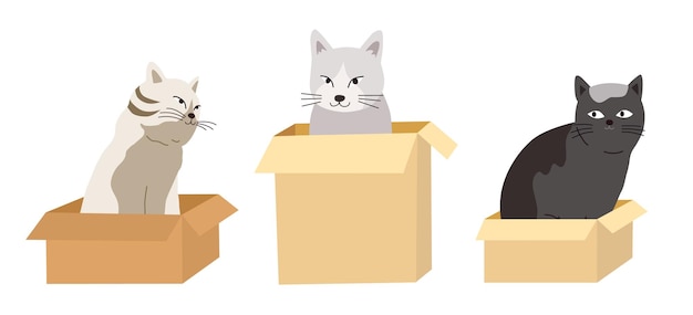 Gato na caixa Gatos sentados na caixa de papelão
