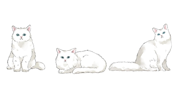 Vetor gato persa