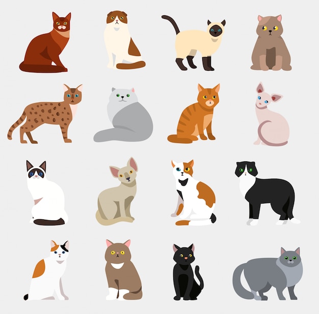 Coleção de vetores de desenhos animados de raças de gatos diferentes tipos  de gatinhos de desenhos animados vetoriais definem ilustração