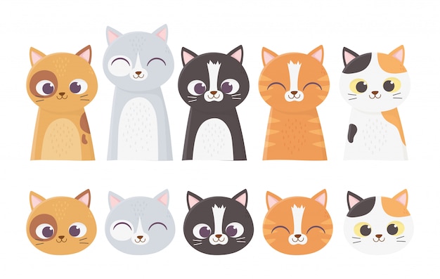 Gatos de estimação enfrenta diferentes felinos raça ilustração dos desenhos animados