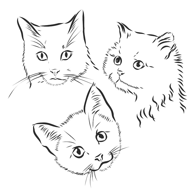 Gatos fofos ilustração vetorial no retrato preto e branco da cabeça de um gato.